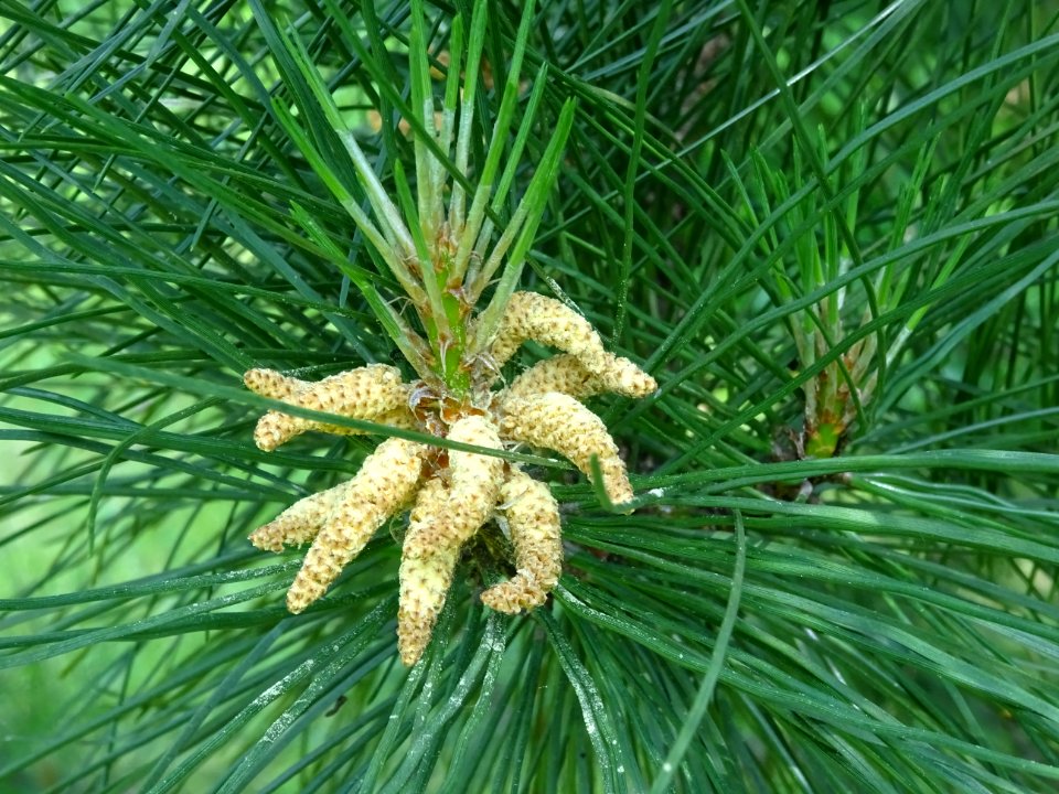 Pin laricio de Corse, Pinus nigra var. maritima, Pinacées 