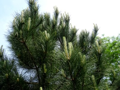 Aiguilles du Pin laricio de Corse, Pinus nigra var. mariti… 