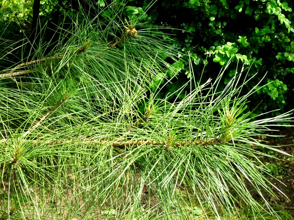Aiguilles du Pin laricio de Corse, Pinus nigra var. mariti… 