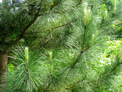 Aiguilles du Pin laricio de Corse, Pinus nigra var. mariti… 