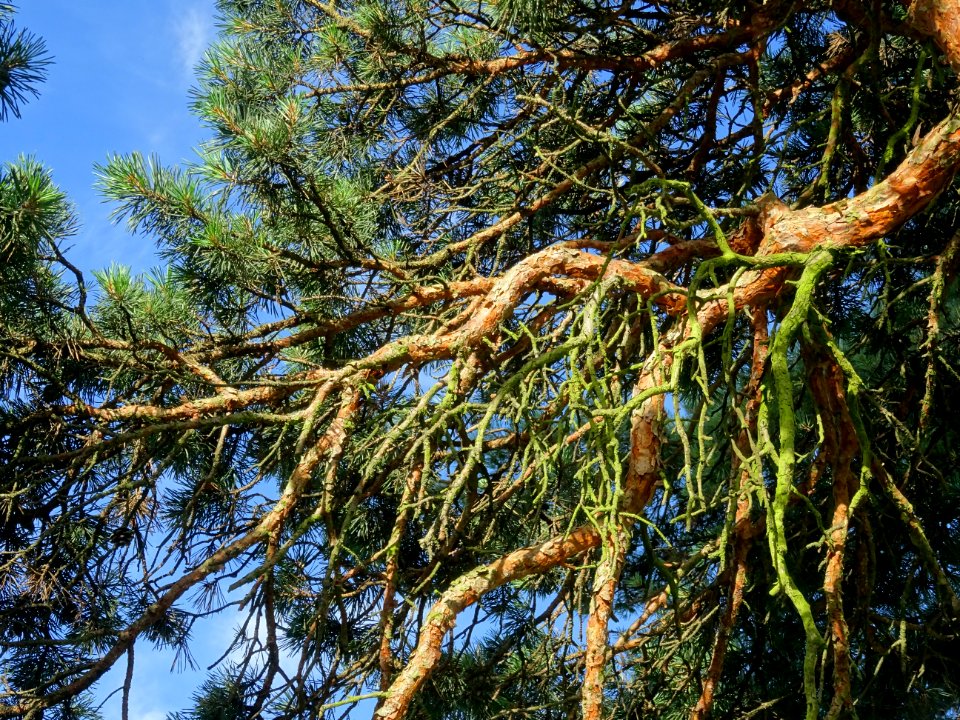 Branches du Pin parasol ou Pin pignon, Pinus pinea, Pinacé… 