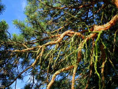 Branches du Pin parasol ou Pin pignon, Pinus pinea, Pinacé… 