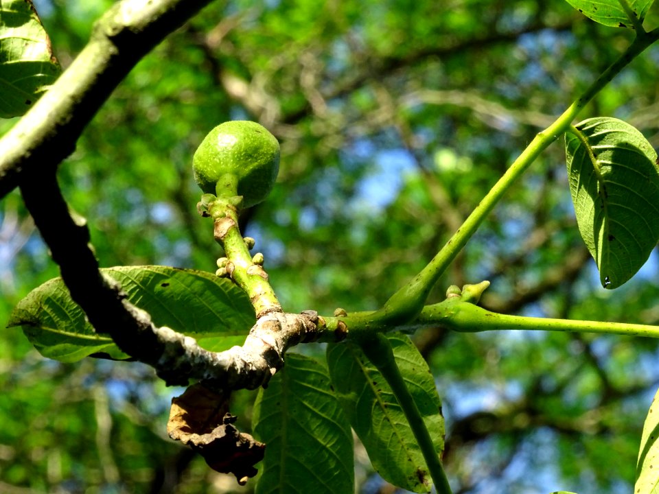 Fruit et feuilles du Noyer commun, Juglans regia, Juglanda… 
