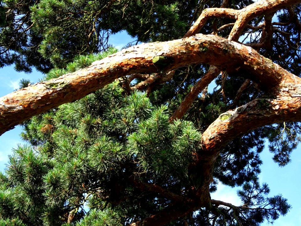 Branches et aiguilles du Pin parasol ou Pin pignon, Pinus … 