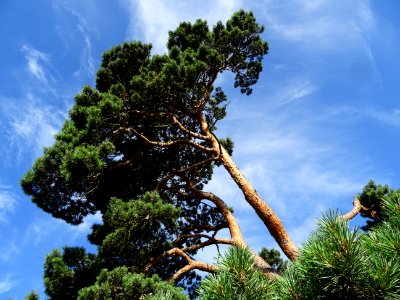 Pin parasol ou Pin pignon, Pinus pinea, Pinacées 