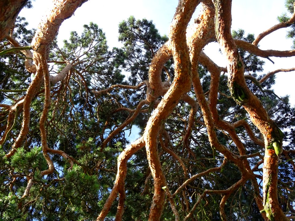 Branches du Pin parasol ou Pin pignon, Pinus pinea, Pinacé… 