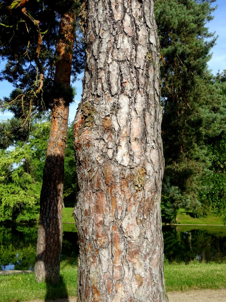 Ecorce du Pin parasol ou Pin pignon, Pinus pinea, Pinacées… 