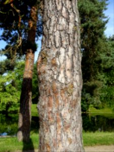 Ecorce du Pin parasol ou Pin pignon, Pinus pinea, Pinacées… 