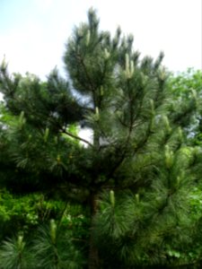 Pin laricio de Corse, Pinus nigra var. maritima, Pinacées 