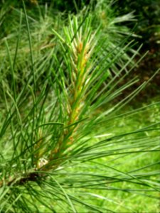 Aiguilles du Pin laricio de Corse, Pinus nigra var. mariti… 