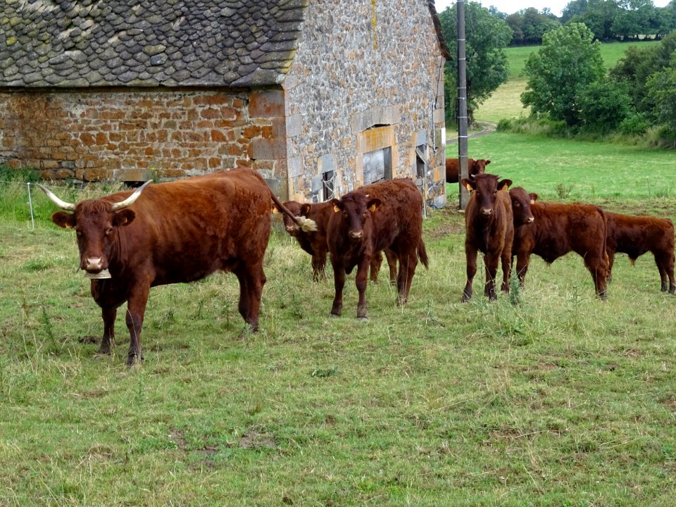 Vaches de race Salers 