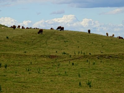 Des vaches sur la colline dans les nuages, Chastrade, Cant… 