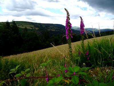 Grande digitale ou digitale pourpre, Digitalis purpurea, S… 