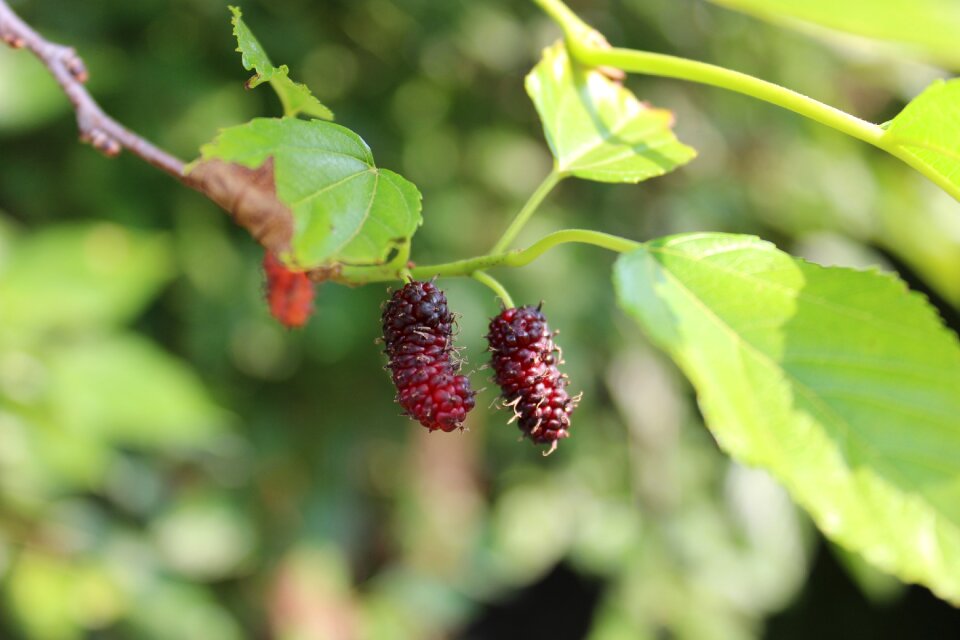 Mulberry flying Free photos