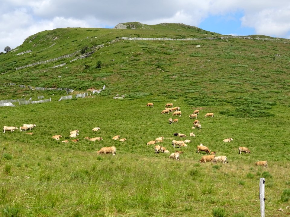 Vaches et prairies grasses au col de Prat-de-Bouc, Cantal 