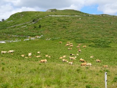 Vaches et prairies grasses au col de Prat-de-Bouc, Cantal 
