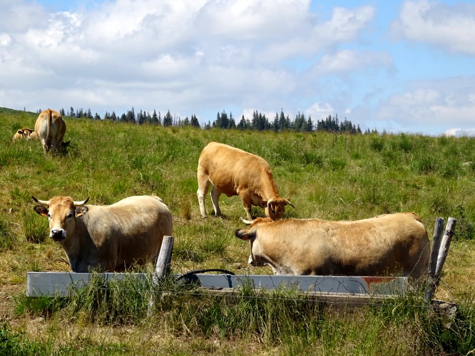 Vaches et prairies grasses au col de Prat-de-Bouc, Cantal 