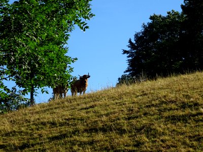 Deux vaches, de race Aubrac, Cantal 