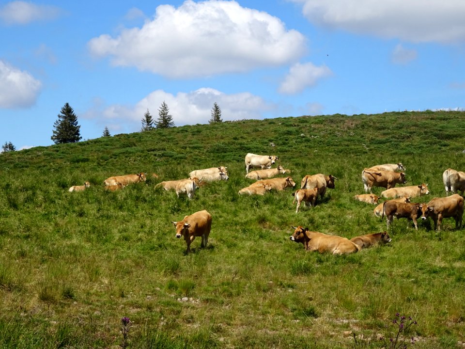 Vaches et prairies grasses au col de Prat-de-Bouc, Cantal 