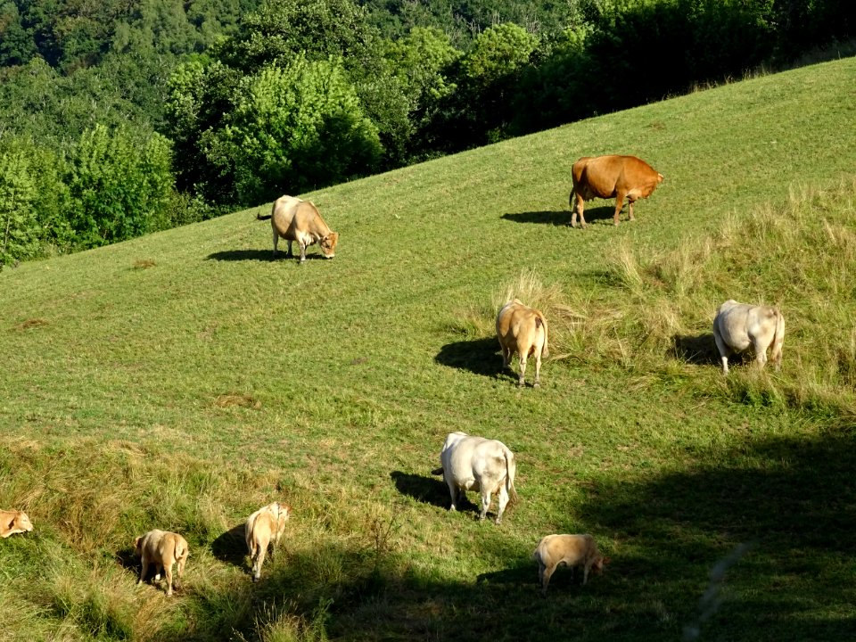 Vaches et veaux, de race Aubrac, dans la vallée de la Truy… 