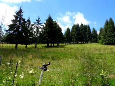 Sapins dans la montée au col de Prat-de-Bouc, Cantal 