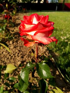Flowers nature tender rose