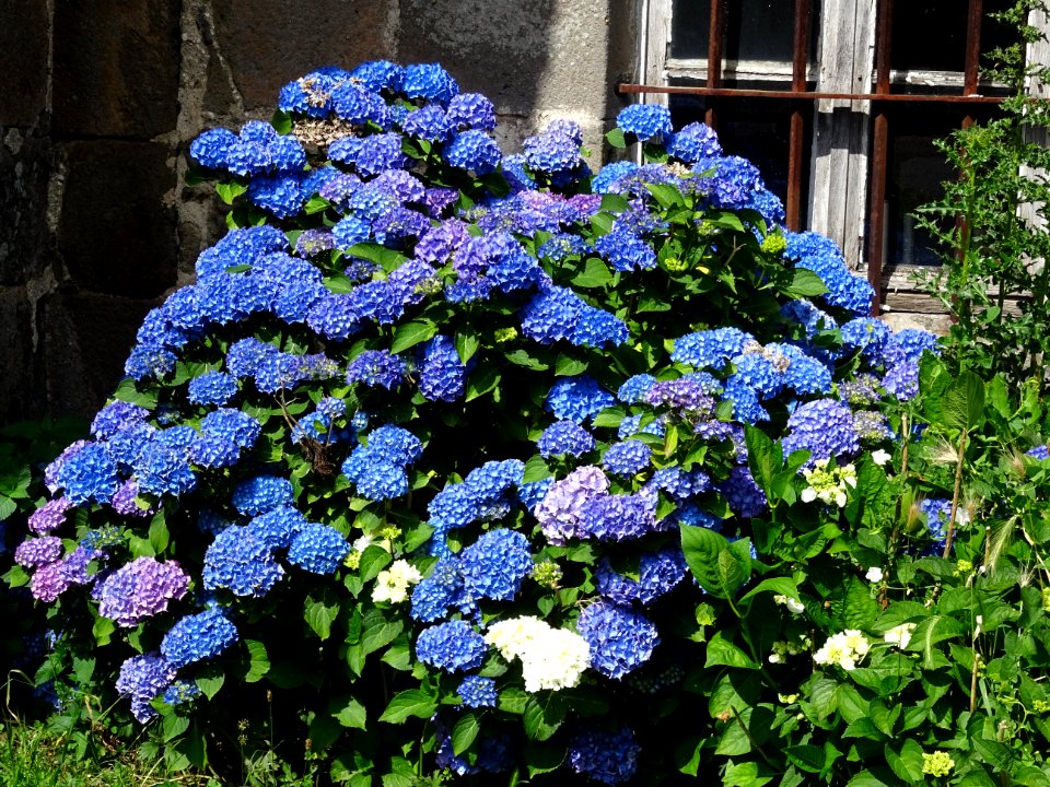 Hortensia, Hydrangea macrophylla, Hydrangacées, contre l' … 