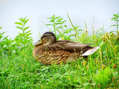 Mallard duck wild ducks waterfowl