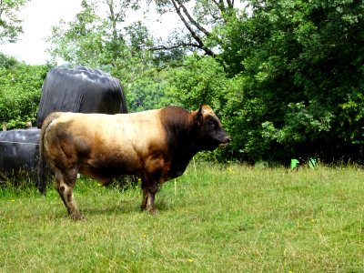 Taureau de race Aubrac 