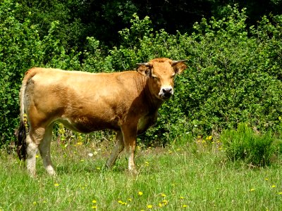 Vache de race Aubrac 