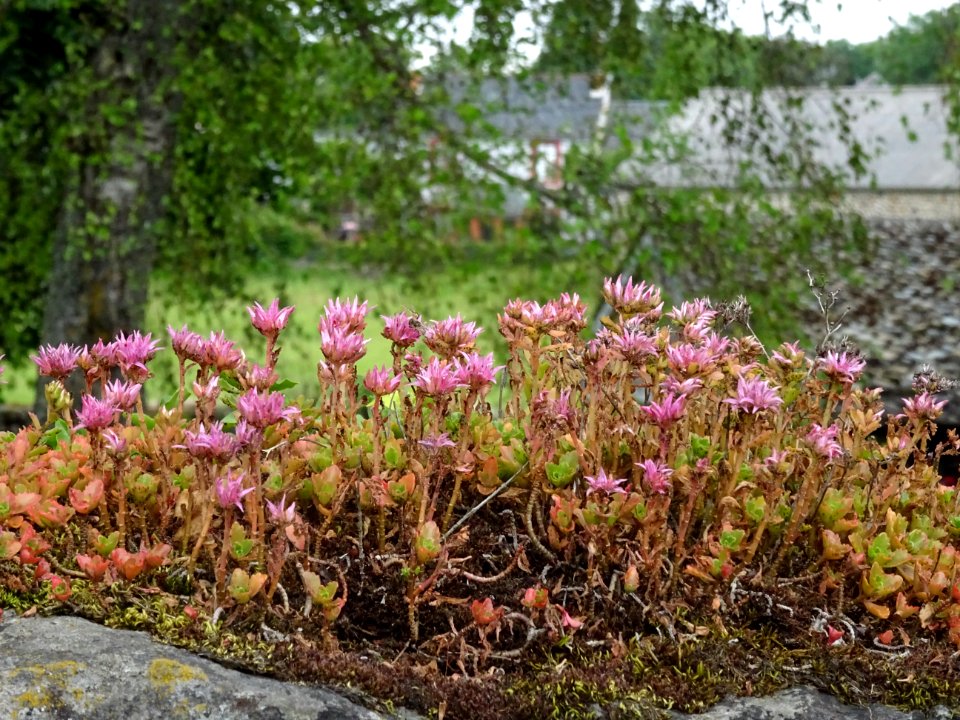 Orpin bâtard, Phedimus spurius, Crassulacées 