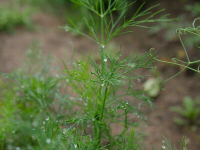 Vegetable garden drops of water closeup