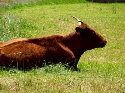 Vache de race Salers 