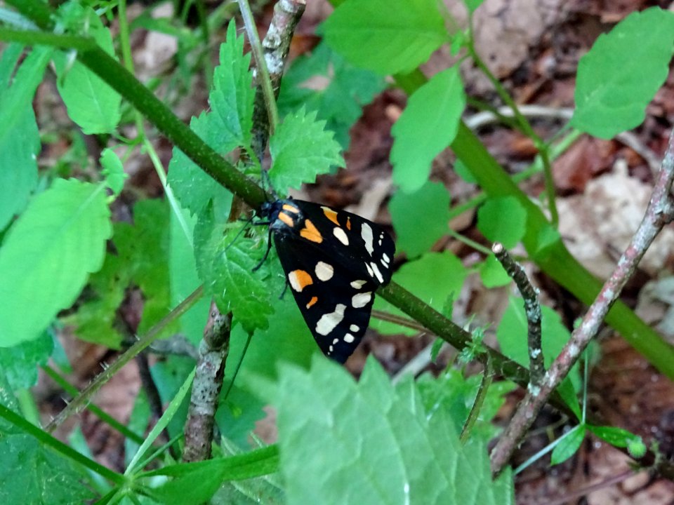 Un beau papillon dans la montée vers Chastrade 