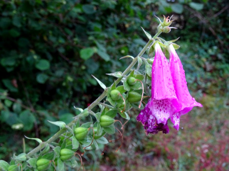 Digitale pourpre, Digitalis purpurea, Scrophulariacées 