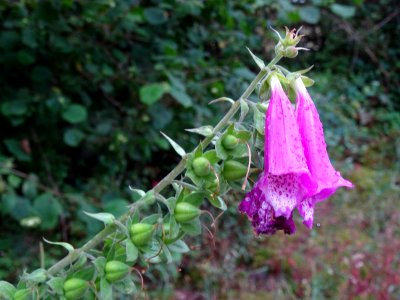 Digitale pourpre, Digitalis purpurea, Scrophulariacées 