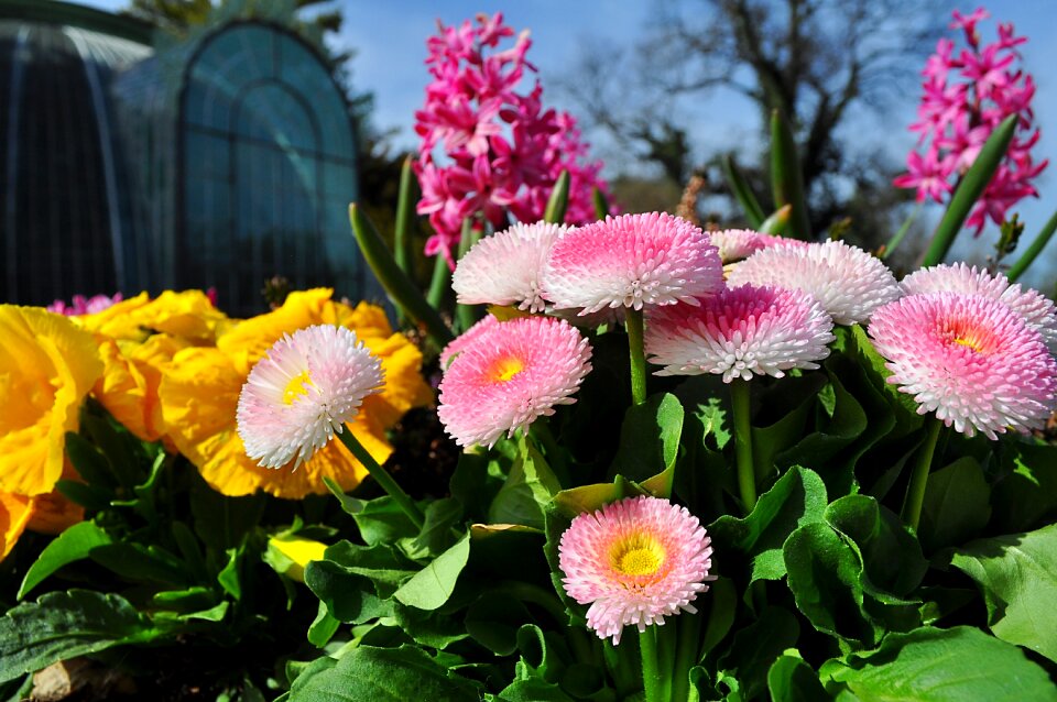 Flowers pink flower spring