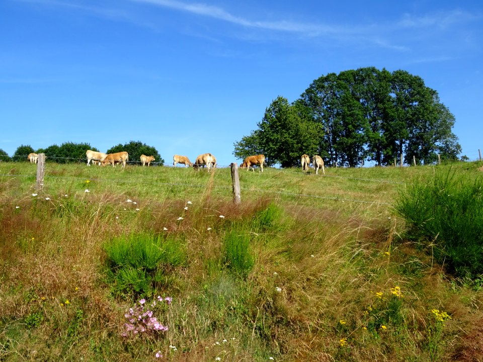 Encore des vaches de race Aubrac au pré ... 