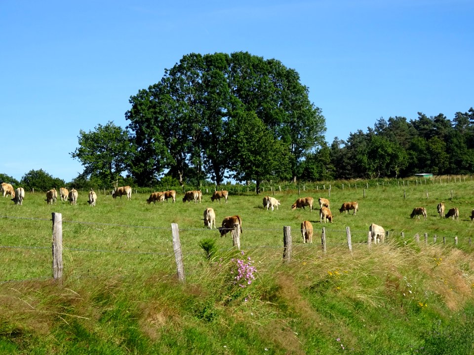 Encore des vaches de race Aubrac au pré ... 