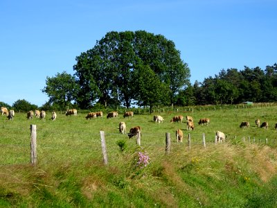 Encore des vaches de race Aubrac au pré ... 
