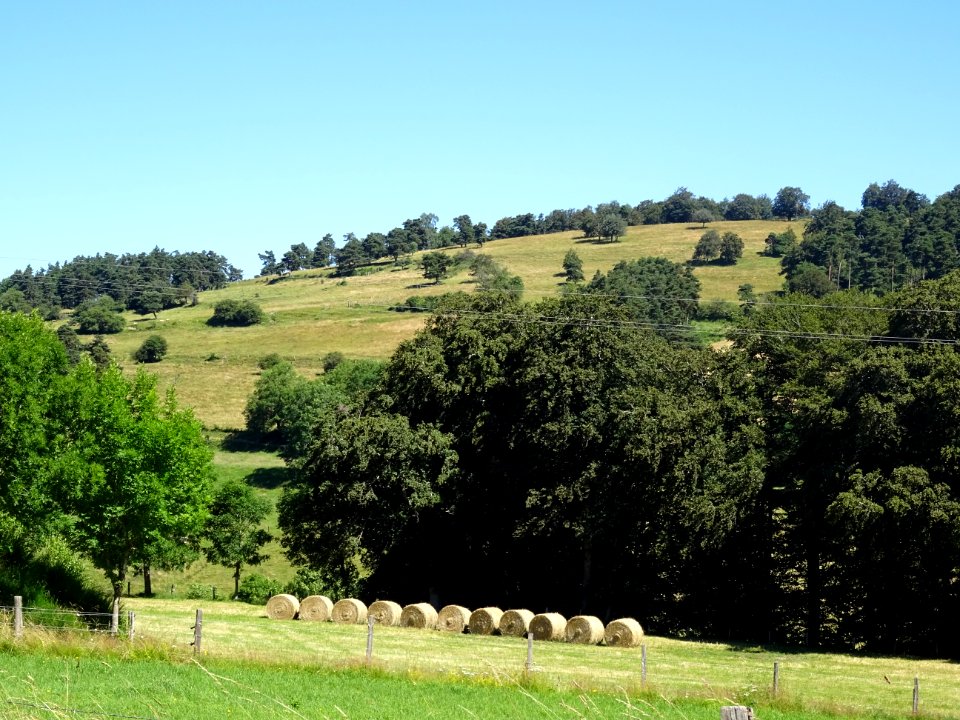 Bottes de foin roulées, Chauchailles, Lozère 