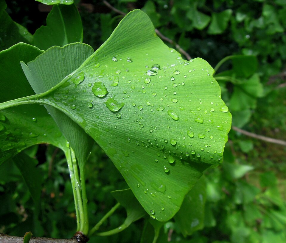 Holidays green green leaf