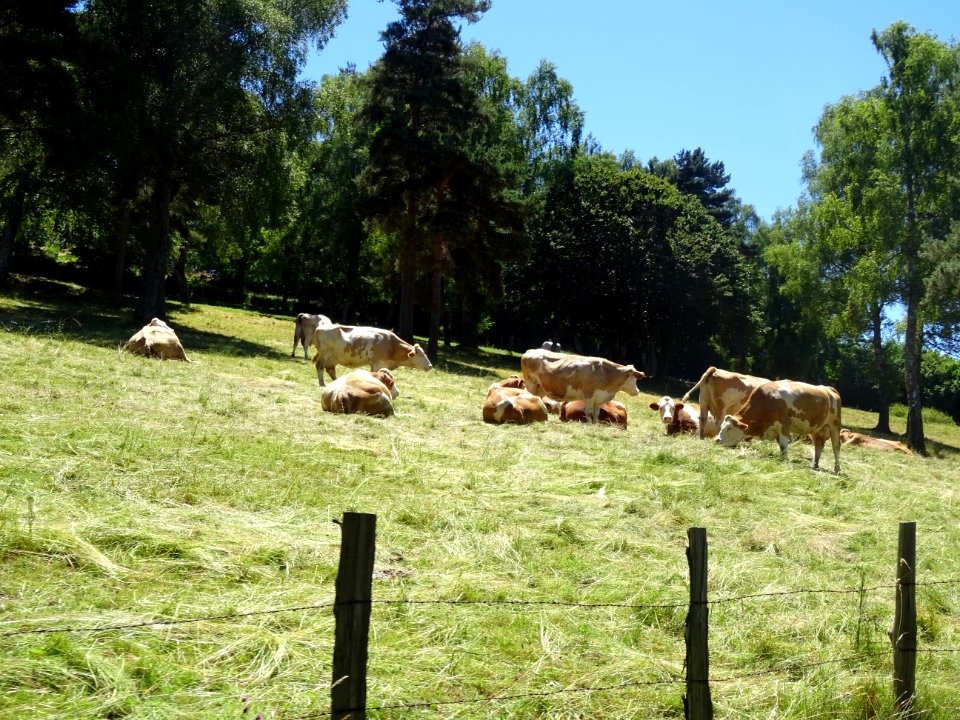 Vaches au pré, St-Martial, Cantal 