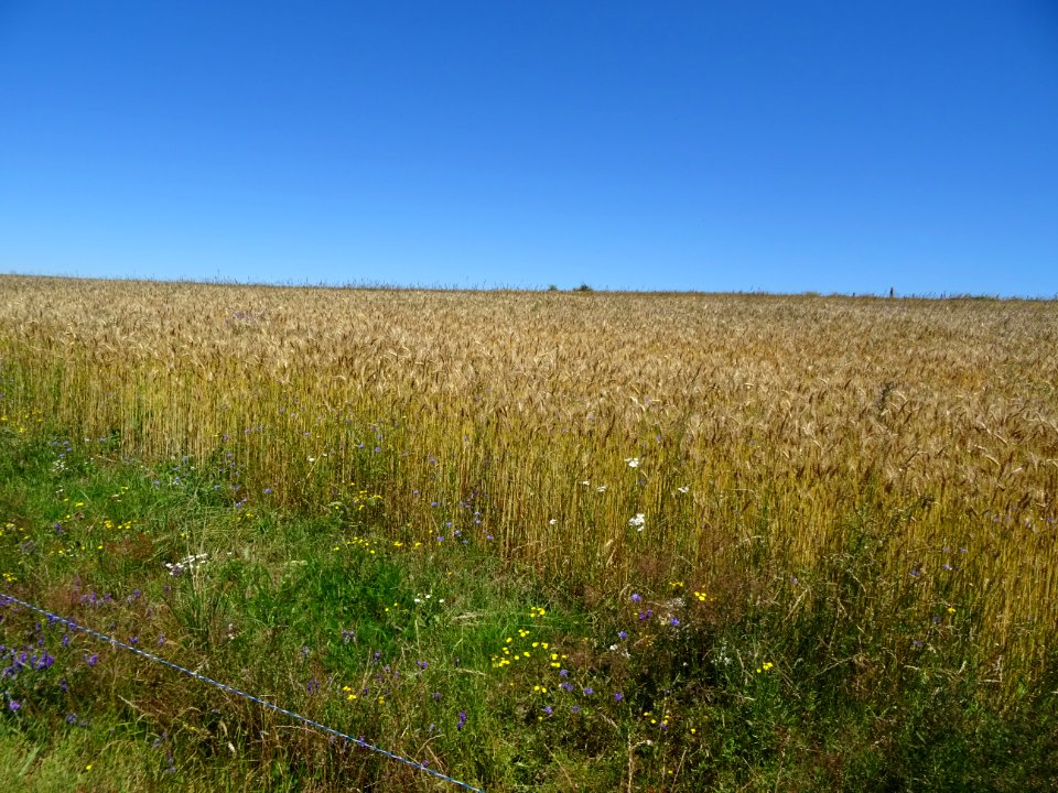 Champ de blé et de bleuets 