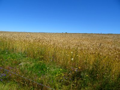 Champ de blé et de bleuets 