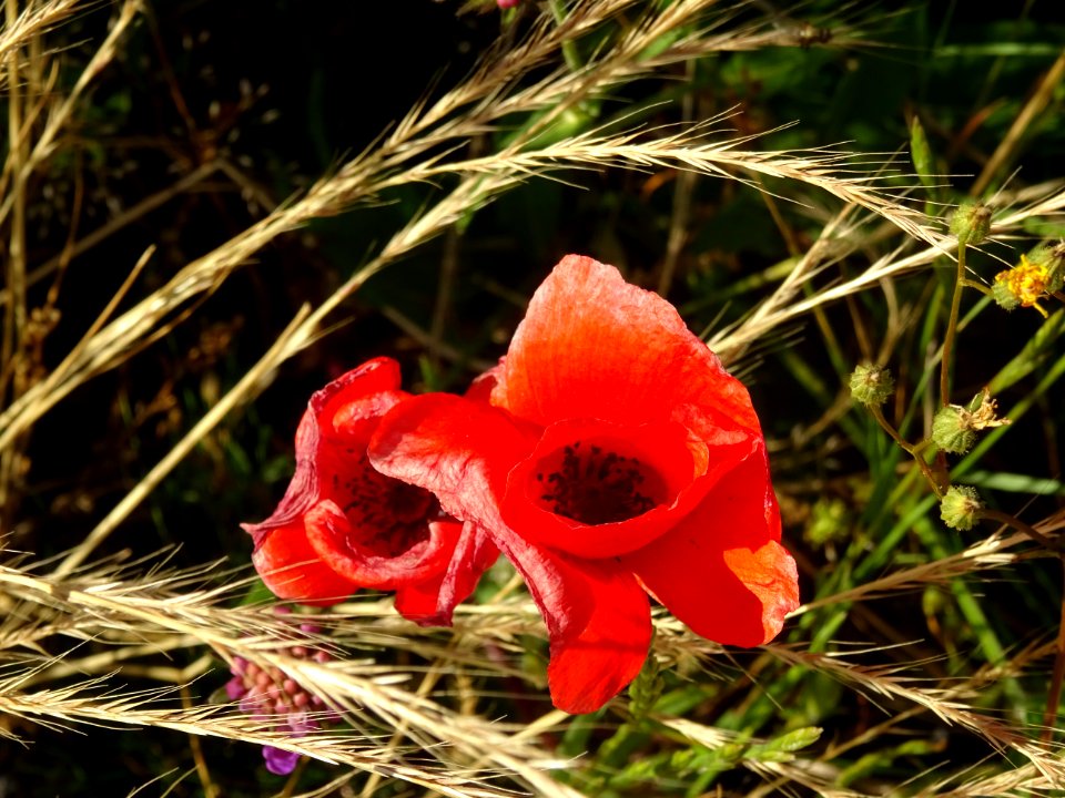Deux coquelicots, Papaver rhoeas, Papavéracées 