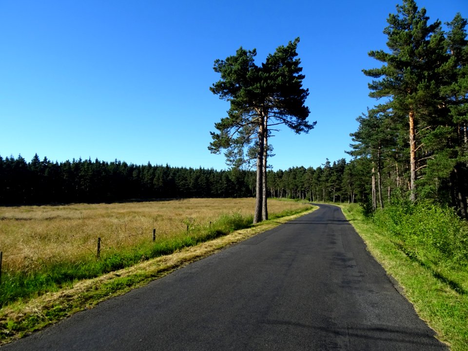 Pins et sapins dans la forêt de la Margeride, Cantal 