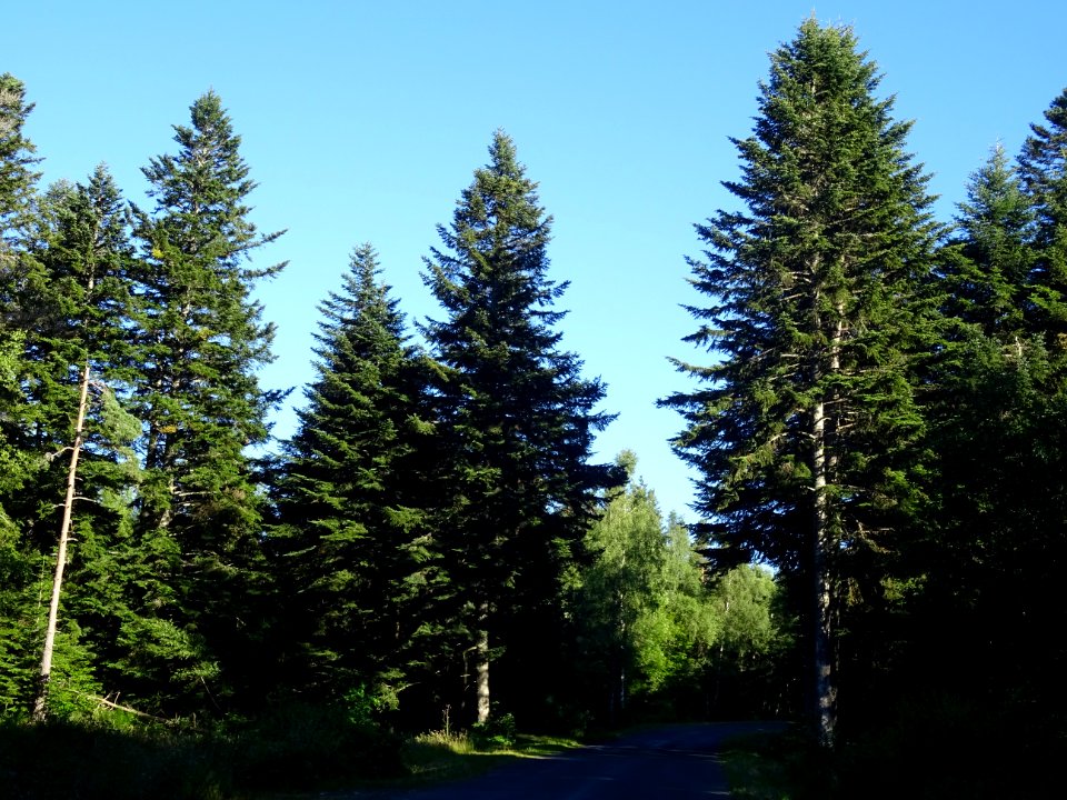 Sapins dans la forêt de la Margeride, Cantal 