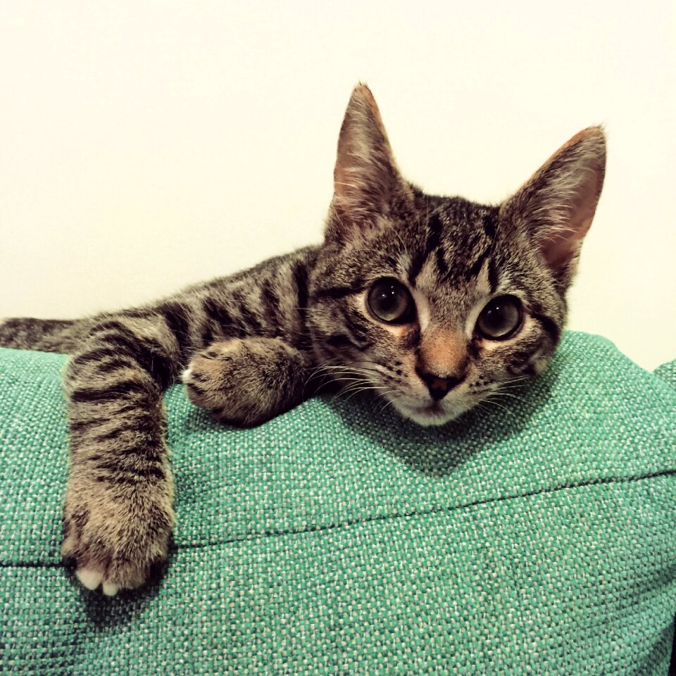 Feline pet domestic