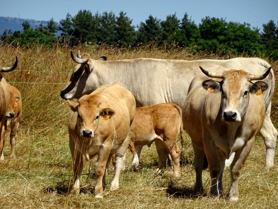 Des vaches et veaux, de race Aubrac, au sud de Saint-Flour… 